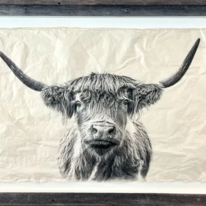 "Bonnie Coo" in Barnwood