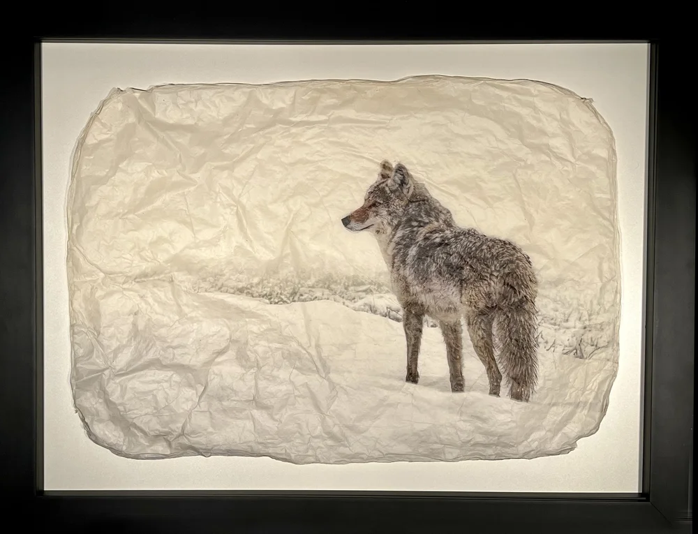 "Daydreamer" in Black