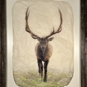 "Meadow Elk" in Rustic Barnwood